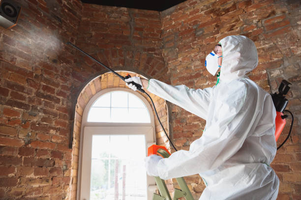 Best Mold Damage Restoration  in Newark, DE